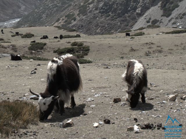 Circuito dell'Annapurna, Trekking in Nepal tra gli 8000