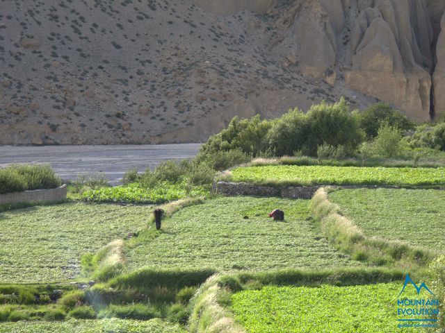 Trekking nel Mustang in Nepal, viaggio nel Regno di Lo