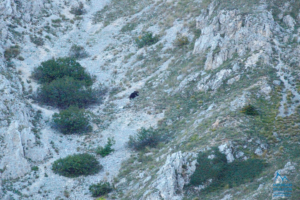 L'Orso nel suo abitat così come si può osservare nel Parco Nazionale D'Abruzzo