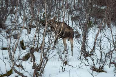 Sci Alpinismo Lofoten, tra fiordi e aurore boreali