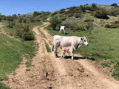 The wolf liar - un anello in bici tra i parchi d'Abruzzo