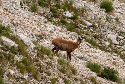 Notturna al Corno Grande - Gran Sasso