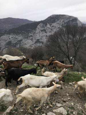 Al cospetto degli Dei del Pollino