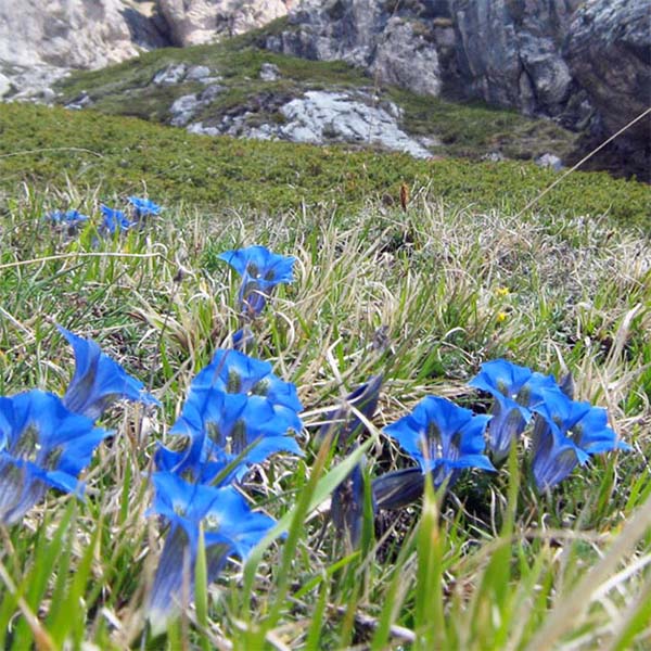 Fiori, acqua e neve ai piedi del Monte Prena (Gran Sasso)